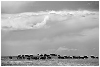 Open pasture with cows and clouds. North Dakota, USA (black and white)