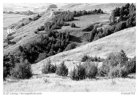 Trees and grasses. Scotts Bluff National Monument. Nebraska, USA (black and white)