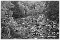 River in autumn, White Mountain National Forest. New Hampshire, USA ( black and white)