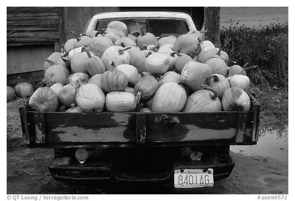 Truck loaded with pumpkins. New Hampshire, New England, USA (black and white)