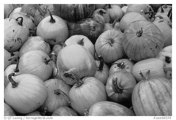 Pumpkins. New Hampshire, New England, USA (black and white)