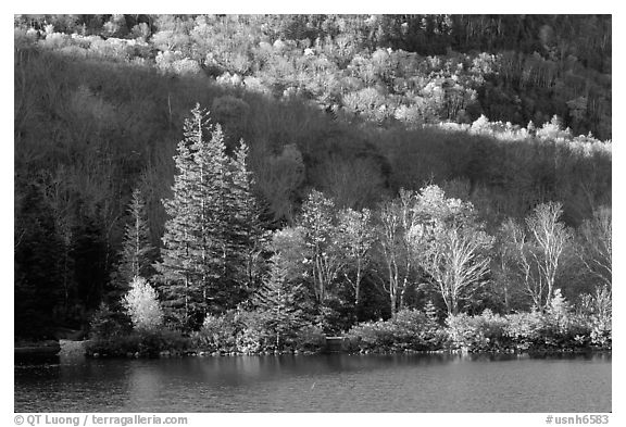 Trees on Small rocky islet. New Hampshire, New England, USA (black and white)