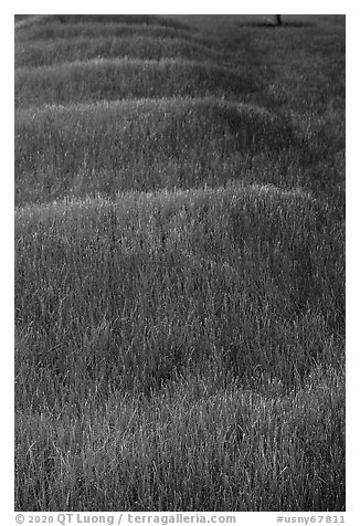 Grassy mounds, African Burial Ground National Monument. NYC, New York, USA (black and white)