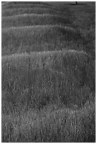 Grassy mounds, African Burial Ground National Monument. NYC, New York, USA ( black and white)