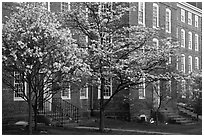 Dogwoods in bloom and University Hall at dusk, Brown University. Providence, Rhode Island, USA ( black and white)