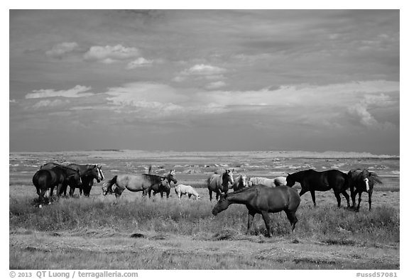 Free range horses, Pine Ridge Indian Reservation. South Dakota, USA