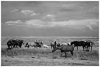 Free range horses, Pine Ridge Indian Reservation. South Dakota, USA ( black and white)