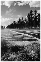 Highway after hailstorm, Black Hills National Forest. Black Hills, South Dakota, USA ( black and white)