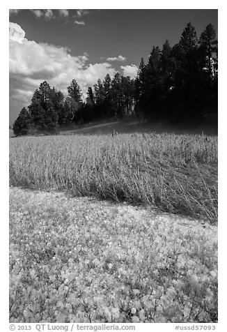Hailstones in meadow, Black Hills National Forest. Black Hills, South Dakota, USA (black and white)