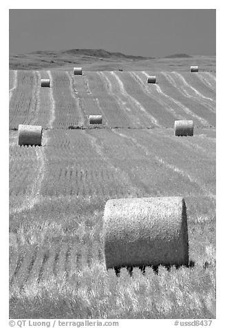 Rolls of hay. South Dakota, USA (black and white)