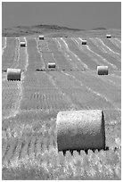 Rolls of hay in summer. South Dakota, USA (black and white)
