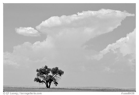 Isolated tree and cloud. South Dakota, USA (black and white)