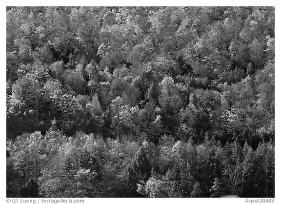 Hillside with trees in colorful fall foliage. USA (black and white)