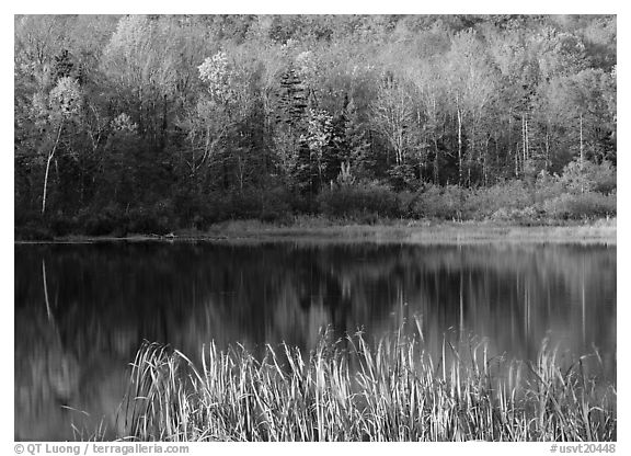 Hill in fall colors reflected in a pond. Vermont, New England, USA (black and white)