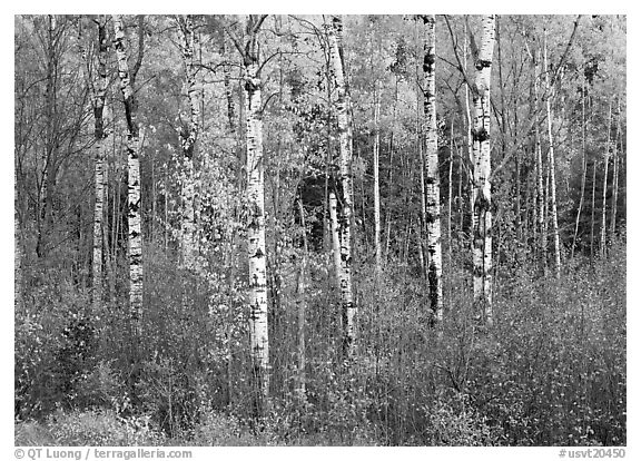 Birch trees and yellow leaves. USA (black and white)