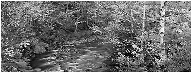 Autumn forest landscape with stream. Vermont, New England, USA (Panoramic black and white)