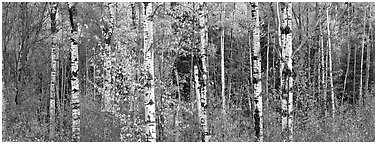 Forest scenery in autumn. Vermont, New England, USA (Panoramic black and white)