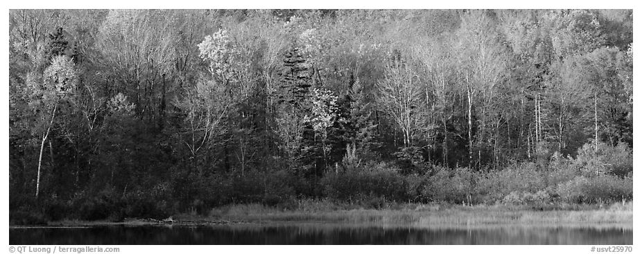 Forest edge in autumn. Vermont, New England, USA (black and white)