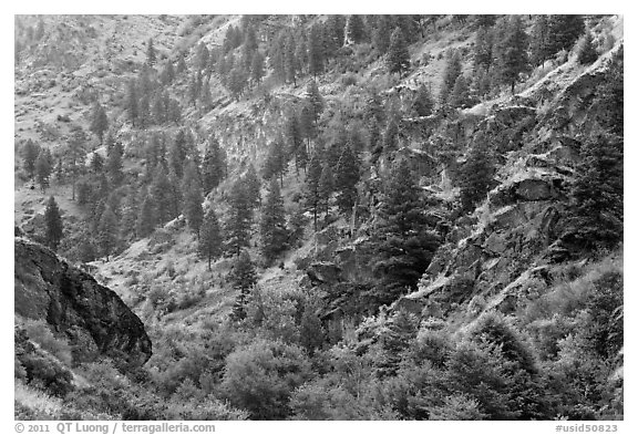 Side canyon with trees. Hells Canyon National Recreation Area, Idaho and Oregon, USA (black and white)