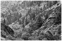 Side canyon with trees. Hells Canyon National Recreation Area, Idaho and Oregon, USA (black and white)