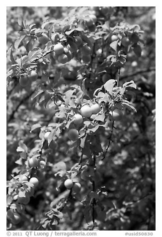 Branches with cherry plums. Hells Canyon National Recreation Area, Idaho and Oregon, USA (black and white)