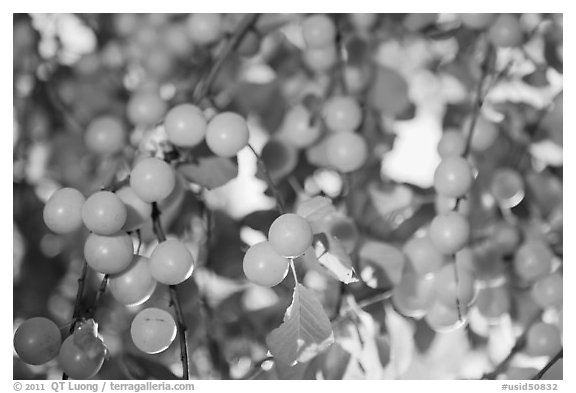 Yellow cherry plums. Hells Canyon National Recreation Area, Idaho and Oregon, USA (black and white)