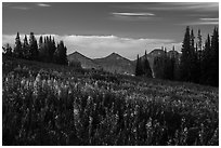 Late summer wildflowers and mountains, Face Trail. Jedediah Smith Wilderness,  Caribou-Targhee National Forest, Idaho, USA ( black and white)