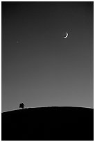 Tree on cinder cone curve, crescent moon. Craters of the Moon National Monument and Preserve, Idaho, USA ( black and white)