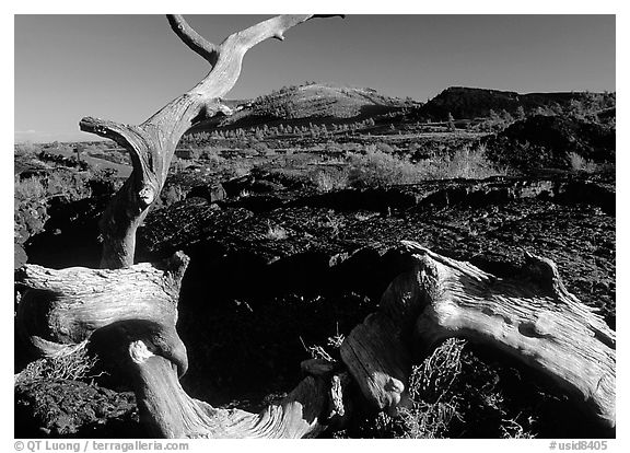 Fallen tree and lava field. Craters of the Moon National Monument and Preserve, Idaho, USA (black and white)
