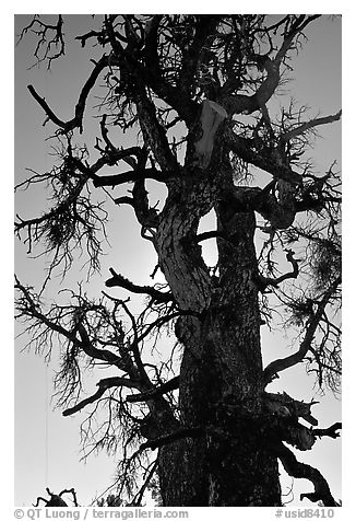 Backlit dead tree, Craters of the Moon National Monument. Idaho, USA (black and white)