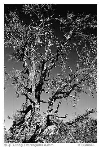 Tree skeleton. Craters of the Moon National Monument and Preserve, Idaho, USA (black and white)