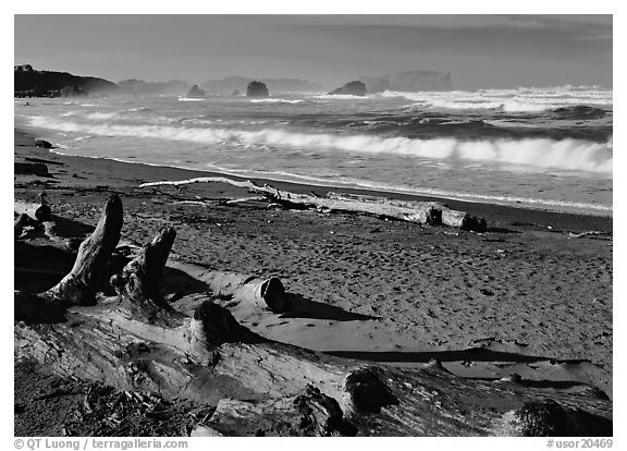 Logs on beach and surf near Bandon. USA (black and white)