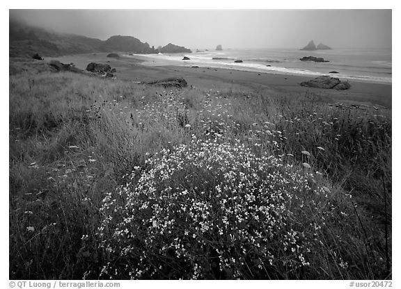 Flowers, grasses, and off-shore rocks in the fog. USA (black and white)