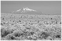 Sagebrush desert and Mt Hood. Oregon, USA (black and white)