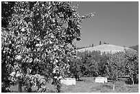 Pear orchard. Oregon, USA ( black and white)