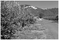 Apple orchard and road. Oregon, USA (black and white)