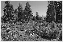 Rose Garden and city high rise. Portland, Oregon, USA ( black and white)