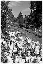 White roses, Rose Garden. Portland, Oregon, USA ( black and white)