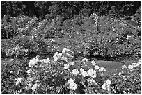 Rose Garden. Portland, Oregon, USA ( black and white)