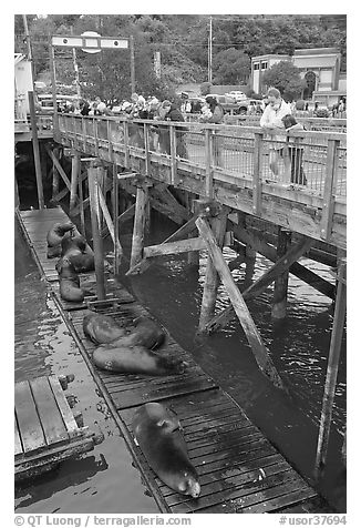 Tourists looking at Sea Lions. Newport, Oregon, USA (black and white)