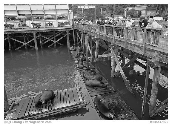 Tourists looking at Sea Lions from pier. Newport, Oregon, USA