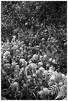 Patch of Californica Darlingtonia carnivorous plants. Oregon, USA ( black and white)