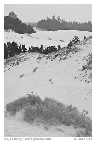 Grasses, trees, and dunes, Oregon Dunes National Recreation Area. Oregon, USA (black and white)