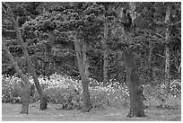 Trees and wildflowers, Shore Acres. Oregon, USA (black and white)