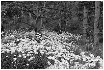 Daisies in dark forest, Shore Acres. Oregon, USA (black and white)