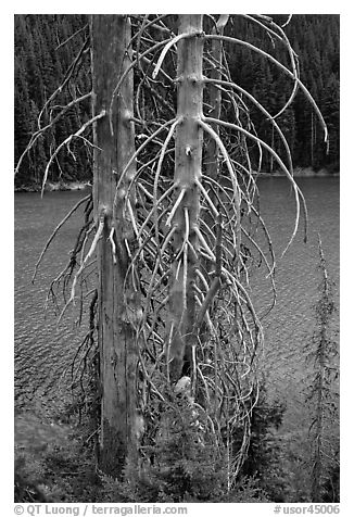 Bare tree trunks and emerald waters, Devils Lake. Oregon, USA (black and white)