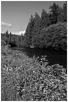 McKenzie River. Oregon, USA ( black and white)