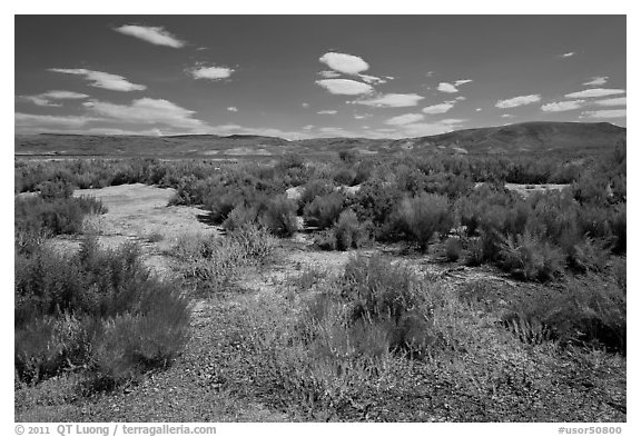 Shrubs in Eastern Oregon high desert. Oregon, USA