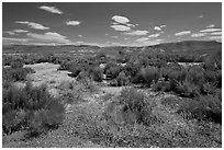 Shrubs in Eastern Oregon high desert. Oregon, USA ( black and white)