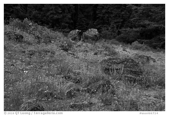 Wildflowers and rocks in clearing. Cascade Siskiyou National Monument, Oregon, USA (black and white)